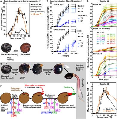 Distinct hormonal and morphological control of dormancy and germination in Chenopodium album dimorphic seeds